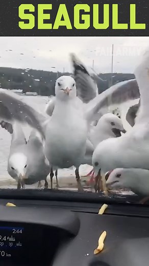 70K views · 326 reactions | 6 Wild Animal Fails! | FailArmy | Facebook