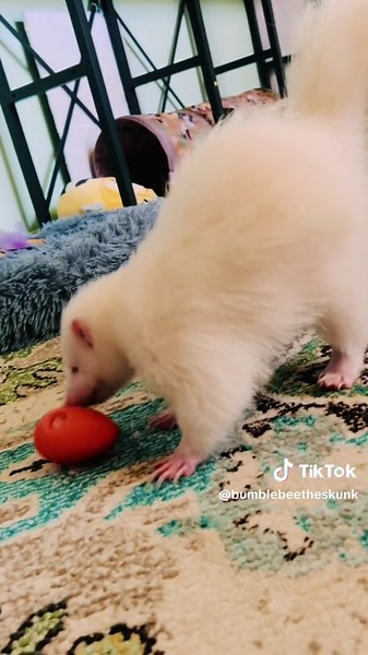 Bumblebee the skunk doing skunk stuff! #skunk #skunks #skunksoftiktok #albino #albinopet #albinospets #albinoskunk #fun #playful #run #baby #babyanimal #babyskunk #babypet #stomp #babyboy #pets #petsoftiktok #petskunk #rattle #skunkplaying #exotic #exoticpet #exoticpets #exoticpetsoftiktok #fluffy #playing #sweet #bestfriend