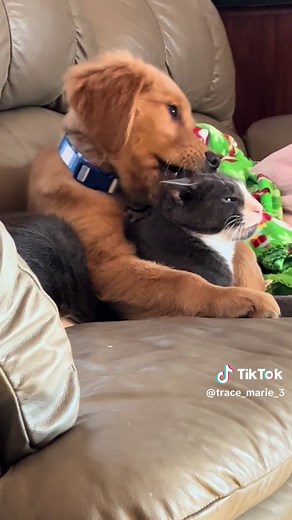 Cat and Dog Friendship Videos