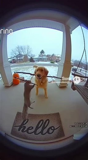 Dog vs Squirrel duel! #funny #cute #dog