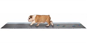 Animal Gait Analysis - Animal Strideway System | Tekscan