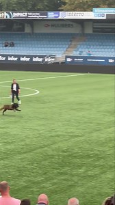 2.1M views · 24K reactions | 2024 KNPV Championship #knpvdogs #knpvmalinois #knpvlines #blackjack #protectiondog #malinoisworld | BlackJack Malinois | Facebook