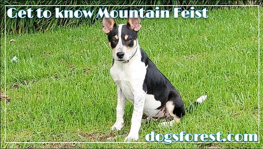 Mountain Feist Growth Chart (Weight Chart & Size Chart)