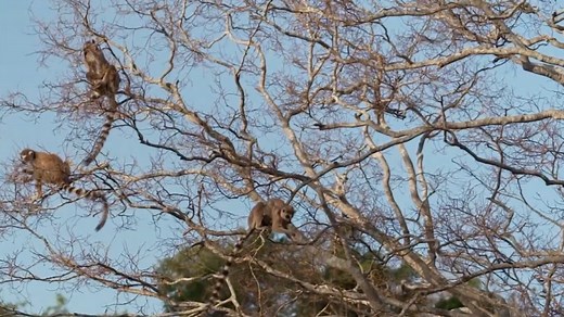 Madagascar: Climate change negatively impacts ecosystems and communities