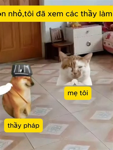 Hài Hước Về Mèo: Ký Ức Thời Thầy Pháp