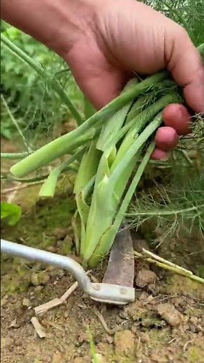 RT 3700132 mini rotary tillage and ridging all-in one tree 🌴