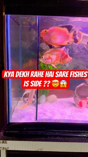 Sare fishes ko kya ho Gaya !!😱 #senegal #fish #aquarium #shortsviral #viralvideo #ytshorts #shorts
