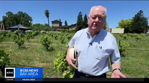 Napa Valley seeing terrific grape harvests, but demand for wine may be plateauing