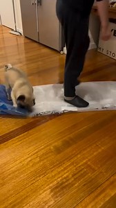 62K views · 1.7K reactions | His woke up and chose violence #pug #pugsofinstagram #puglife #puglove #pugs #dog #dogsofinstagram #pugstagram #dogs #pugpuppy #pugworld #pugoftheday #puppy #pugnation #puglover #Qmops #pugsnotdrugs #instapug #puglovers #dogstagram #love #doglover #pet #instadog #cute #blackpug #pugman | We Love Pug | Facebook