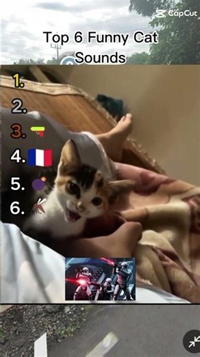 Top 6 funny cat sounds