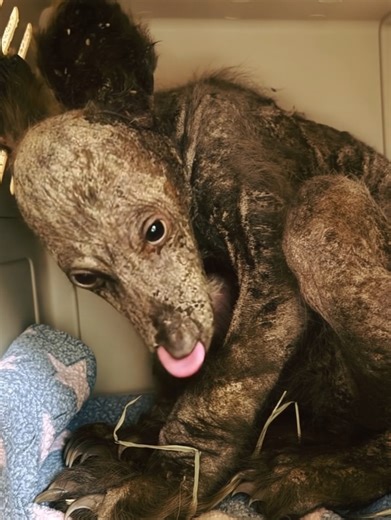 A young black bear was found struggling to survive alone 😱 The bear was suffering from dehydration, anemia, and a severe skin infection. 😲 The rescuers were shocked by the terrible state of the animal. 😲 Now wait until you see what it looks like after being rescued in the comments 👇👇👇 | Be Happy