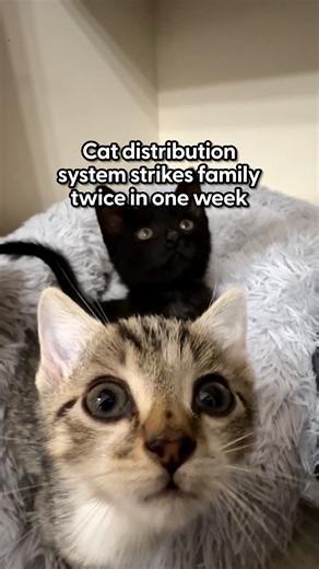 Finding two kittens in one week? Pure magic ✨ Lisa told us about how her newest rescue kitties are attached at the hip now! Keep up with Lisa on TikTok: thedo.do/thepastakitties. | The Dodo