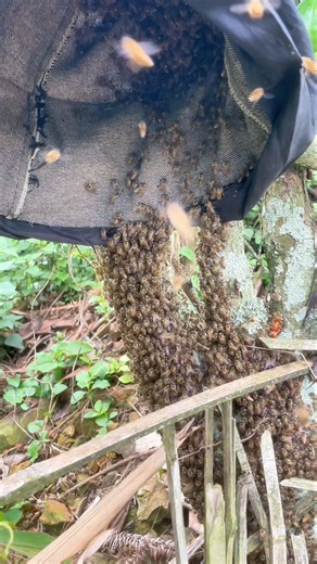 This Is How a Wild Bee Colony Is Moved 👀