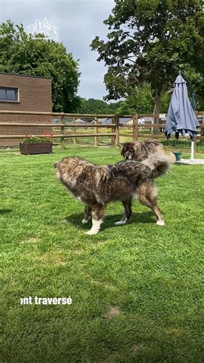 #Adoption 🐶 Zana et Aston, des amours à la hauteur de leur taille Zana et Aston sont deux bergers du Caucase à adopter ensemble, qui viennent de Roumanie, où ils ont vécu le pire ensemble. Ils se sont toujours soutenus. Ils ont des personnalités différentes. Aston, qui a dix ans, est un chien calme, qui dort beaucoup et qui aime son confort. Zana, plus jeune, et plus dynamique et plus joueuse, elle aura besoin d'adoptants patients qui sauront l'accompagner dans son éducation dont elle a manqué.