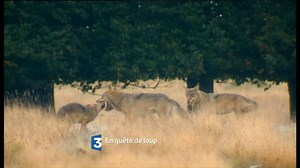 2.7K views · 52 reactions | Le loup revient dans nos campagnes du...