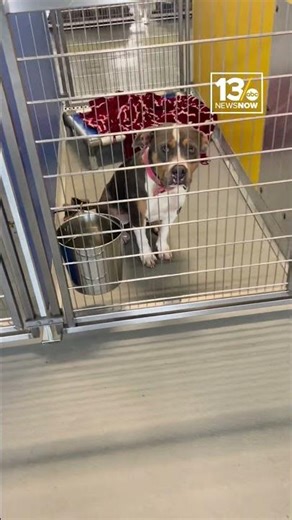 Norfolk Animal Care Center urgently seeks holiday foster homes for dogs