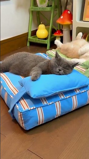 Why These Cats Have the Best Sleep Ever! 🌟 Ultimate Comfy Cat Bed Reveal 🛏️