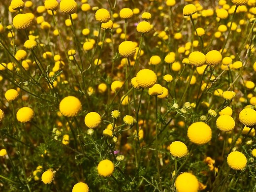 How To Plant And Grow Billy Buttons - Bunnings Australia