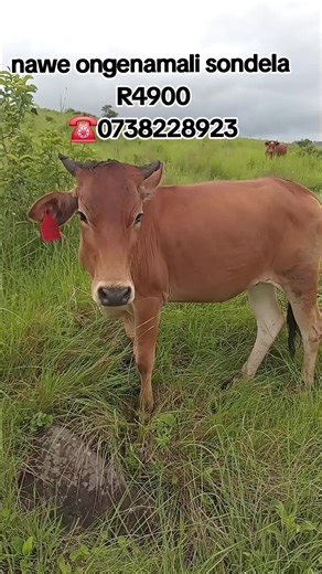 Sphamandla Scelo Zulu (@sphamandla.scelo)’s videos with original sound - Rancho Don Jose