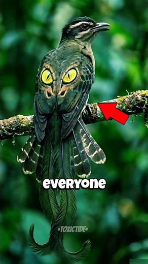 🐾 5 Animal Myths Almost Everyone Still Believes! 🤯