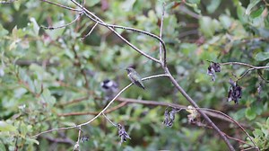 I moved the bird feeders to the backyard due to bears getting into them. Now Ruby has some visitors to his little forest area. Not sure if he likes it? | Chris Artist Photography