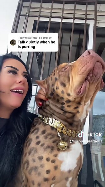 Understanding Cat-Dog Relationships: The Perfect Pets