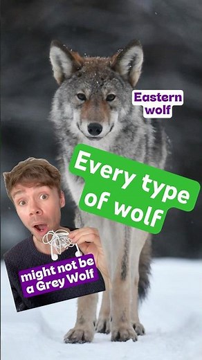 (Actually) simple guide to every kind of wolf in the description