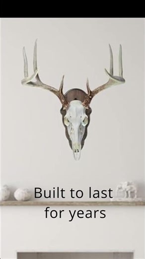 Cauff Deer Skull Mount – Maple Wood Plate with Walnut Finish (European-Style, Hardware Included)