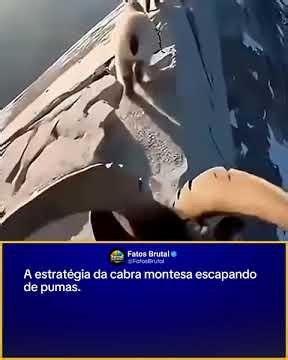 A estratégia da cabra montesa escapando de pumas.