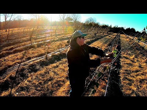 Day In The Life Of A Blackberry Farmer!