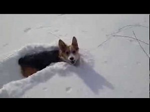 Corgi snow run