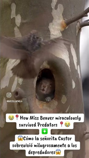 ☠️📍How Miss Canadian Beaver Survived Predators📍#wildlife #viral #fyp #trending #video #viralvideo