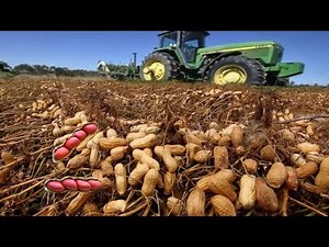 Peanut Growing Harvesting and Processing - Peanut Agriculture Technology Farming। Groundnut farming