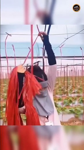 Amazing Rope Tying Skill.