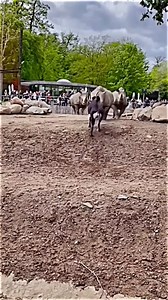 Incredible fighting moments between animals 😲 | Animal Channel Videos