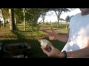 Aprenda como Plantar Mudas de Bambu corretamente