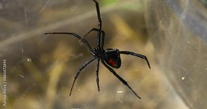 Static video of a Southern Black Widow Spider Latrodectus mactans from underneath.