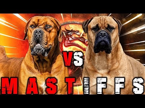 Boerboel vs Bullmastiff | Bullmastiff vs Boerboel | Powerful Guard Dog? | Billa Boyka |