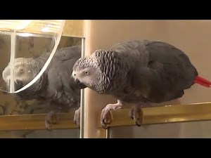 Flirty parrot really wants to go cuddle