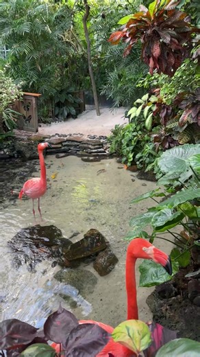 The Key West Butterfly & Nature Conservatory on Reels