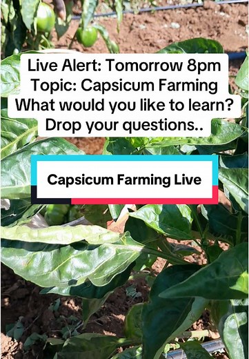 Capsicum Farming Insights with Expert Agronomist
