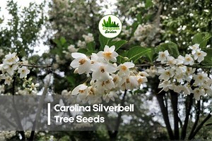 6 Carolina Silverbell Tree Seeds - Etsy