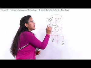22. Class 10 | Science and Technology | Unit 4 Heredity (Selective Breeding) [EN]