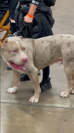 XL Bully | Biggest XL Tri Merle American Bully!