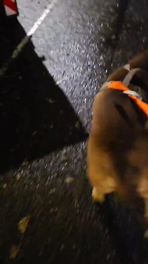 Iemand een bruine hond met tuig kwijt in Zoetermeer? Omgeving Noord Aa Witte vlekken op de borst, type pitbull/ bully, stafford Delen a.u.b 💖🙏 Hond Gevonden Melding nummer: 2198831 Deel op social media 🙏 Kent u de eigenaar van dit dier of wilt u een wijziging laten doorvoeren op de melding? Neem dan contact op met: Zoetermeer e.o. Tel: 088-0064664 E-mail: zoetermeer@amivedi.com Gegevens: Gevonden op; 18 nov 2025 Aanmelddatum; 18 nov 2025 Plaatsing-/ritnummer 115082 Ras; Kruising Kleur; Bruin 