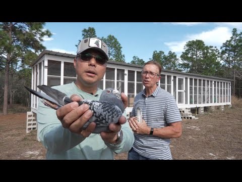 Racing Pigeon Interview with Frank McLaughlin of BestPigeons.com in Spring Hill Florida