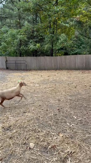 138K views · 4.3K reactions | My brother Sam was having fun running from Huckleberry when he came to visit. Hopefully, Huckleberry will be up for more chasing soon. He seems to be recovering well from his latest surgery and should be ready to come out of his barn today and rejoin the world ♥️ | Life With Pigs | Facebook