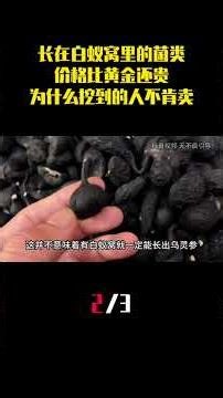长在白蚁窝里的菌类，价格比黄金还贵，为什么挖到的人不肯卖？ （2）#乌灵参 #白蚁 #科普 #内容启发搜索