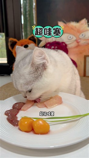 A big meal of delicious food for little cats. #Cats cure humans #Record the daily routine of cats