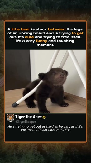 Baby Bear Stuck Between Ironing Board Legs #bear #cuteanimals